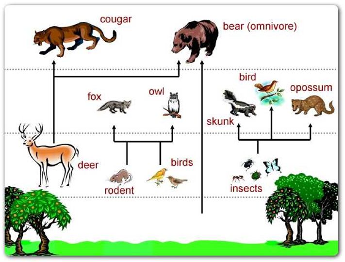 picture of food chain and food web. forest food web examples.